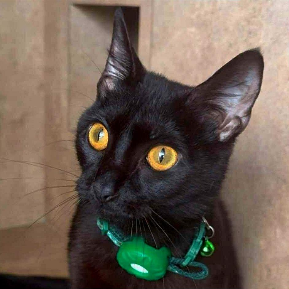 Enlarge Faith, a Adoptable Domestic Short Hair in Tampa, FL image 4/6