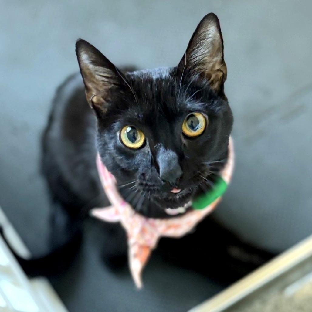 Faith, a Adoptable Domestic Short Hair in Tampa, FL image 4/6