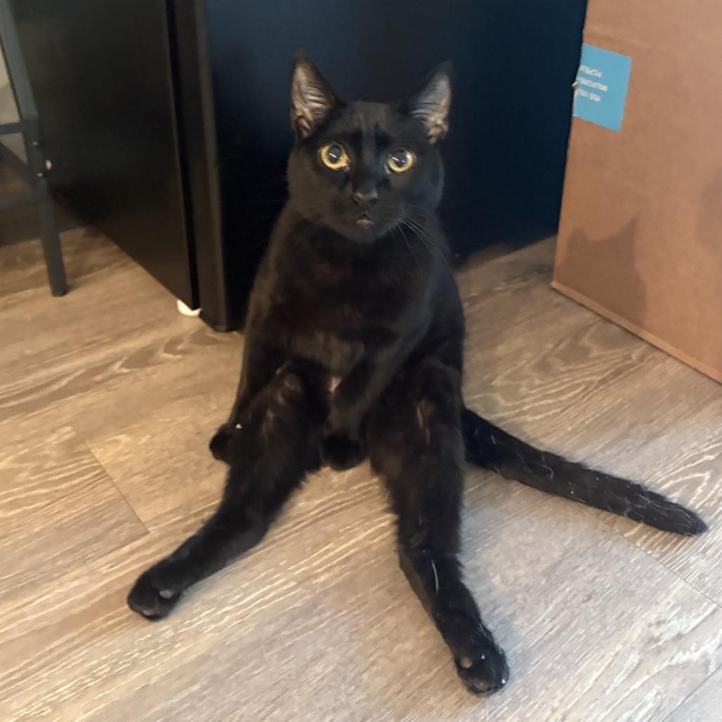 Faith, a Adoptable Domestic Short Hair in Tampa, FL image 5/6