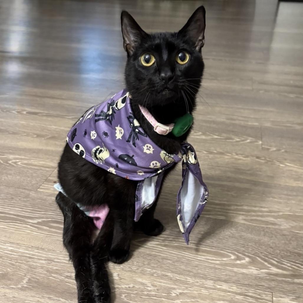 Enlarge Faith, a Adoptable Domestic Short Hair in Tampa, FL image 5/6