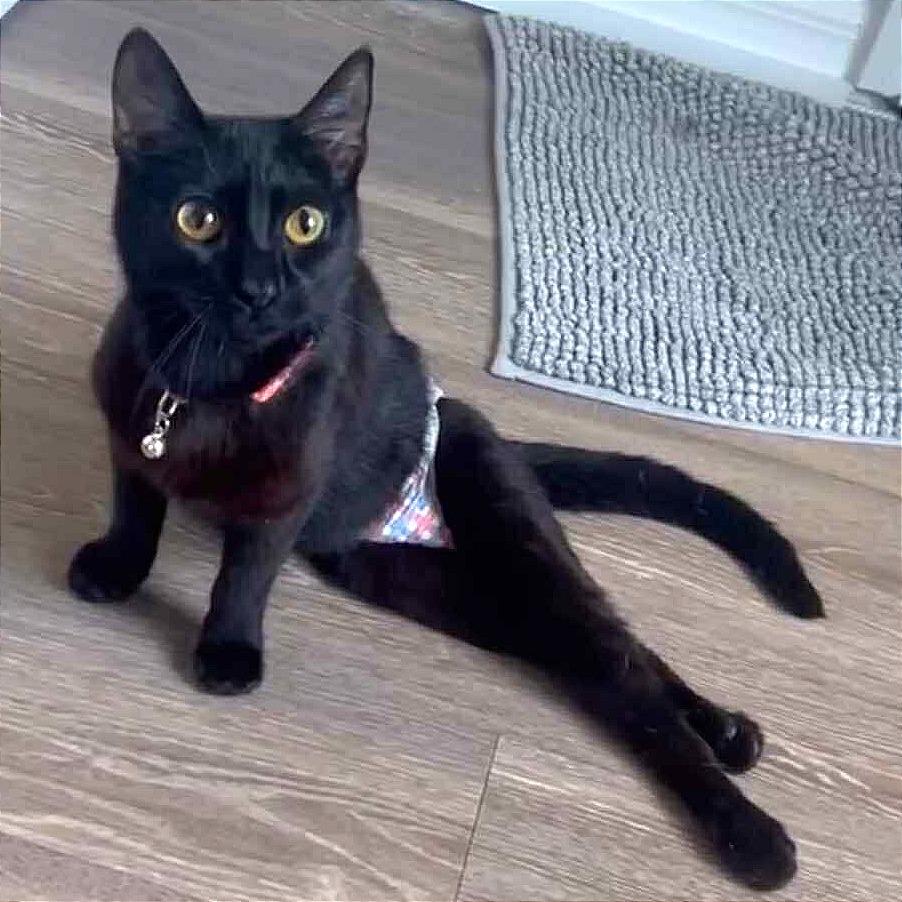 Enlarge Faith, a Adoptable Domestic Short Hair in Tampa, FL image 5/6