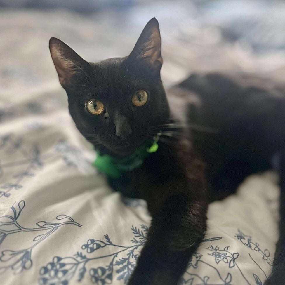 Enlarge Faith, a Adoptable Domestic Short Hair in Tampa, FL image 6/6