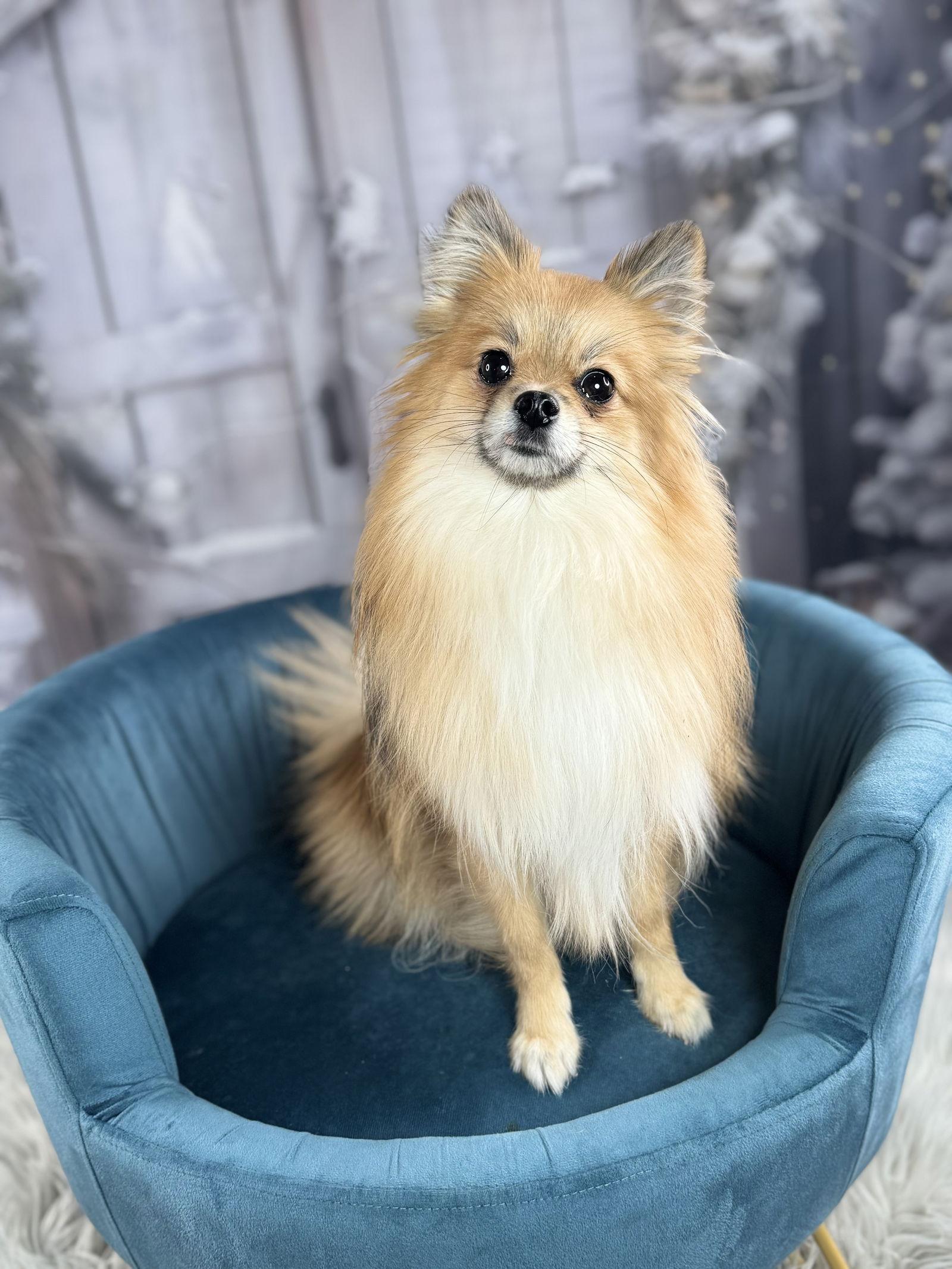 Enlarge Mysti, a Adoptable Pomeranian in Garland, TX image 1/1