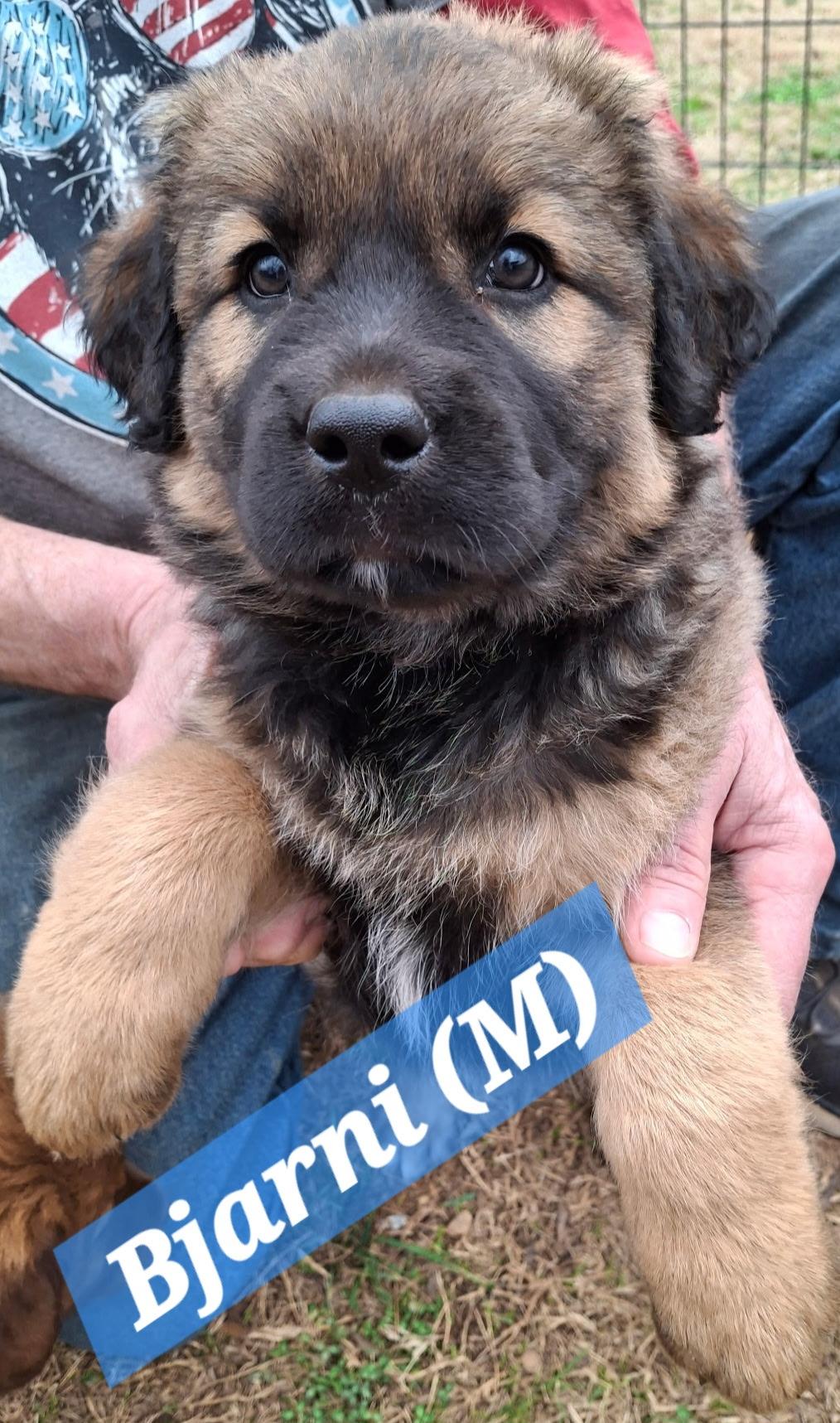 Bjardi, ADOPTABLE, Puppy Male German Shepherd Dog & Australian Shepherd.