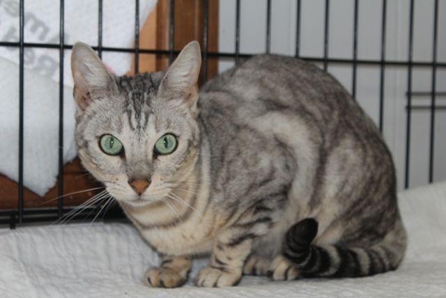 Enlarge Rogue, a Adoptable Bengal in Lafayette, LA image 3/4