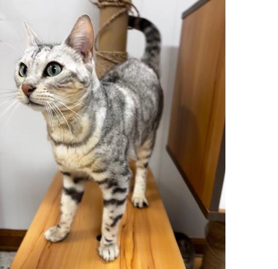 Enlarge Rogue, a Adoptable Bengal in Lafayette, LA image 2/4