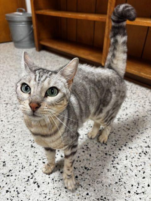 Enlarge Rogue, a Adoptable Bengal in Lafayette, LA image 1/4