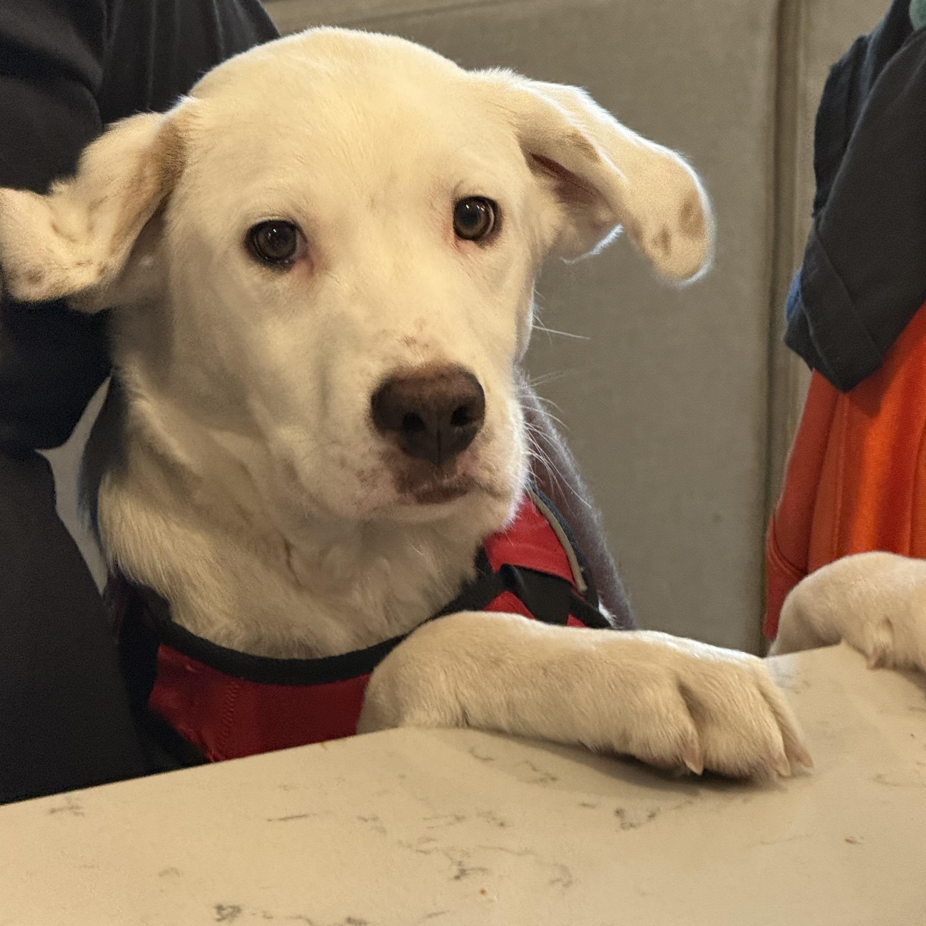 Enlarge Odie, a Adoptable mixed breed in Littleton, CO image 1/4