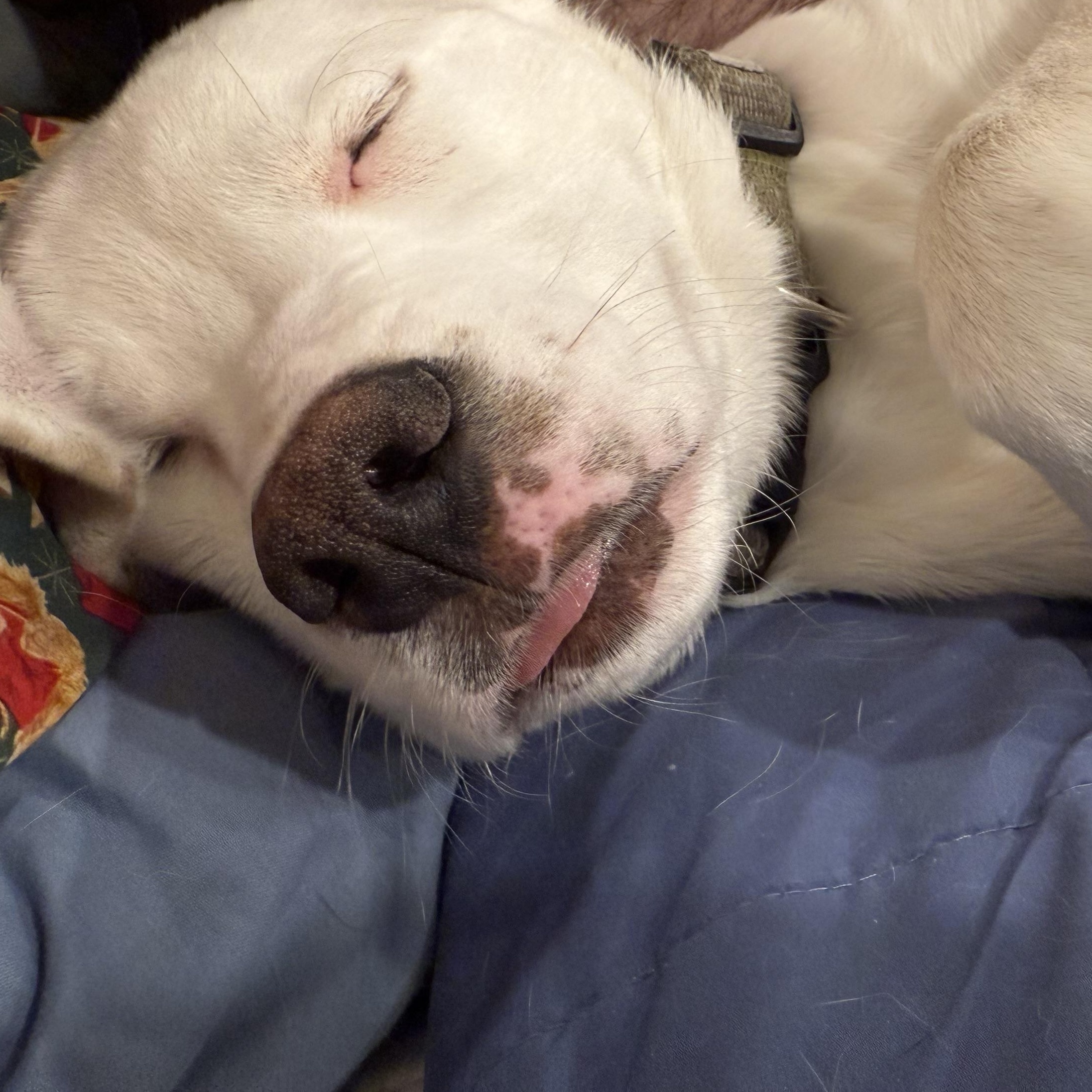 Enlarge Odie, a Adoptable mixed breed in Littleton, CO image 2/3