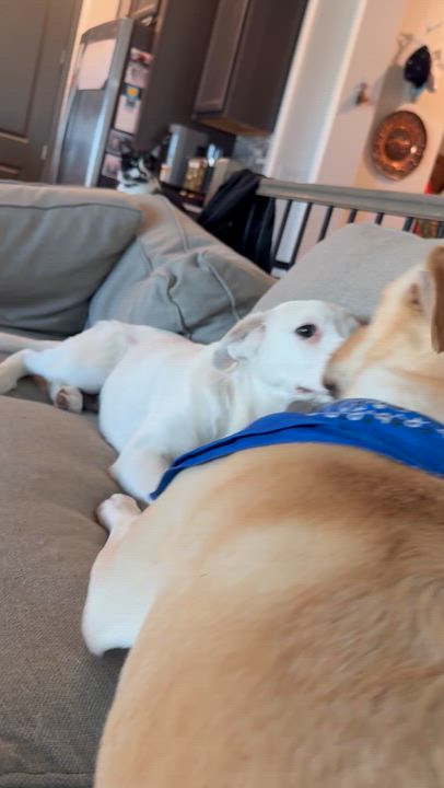 Enlarge Odie, a Adoptable mixed breed in Littleton, CO video 3/3