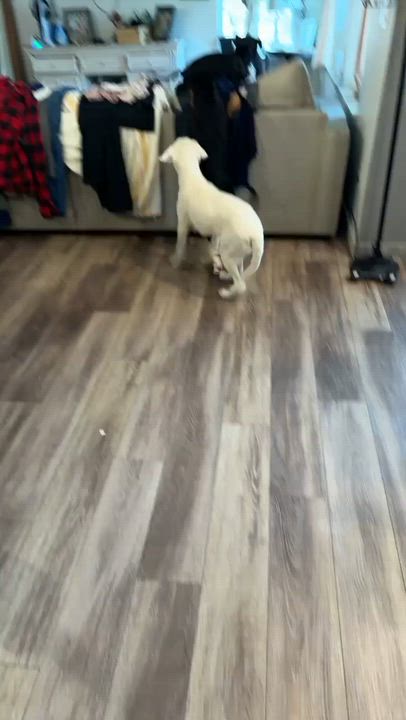 Enlarge Odie, a Adoptable mixed breed in Littleton, CO video 4/4