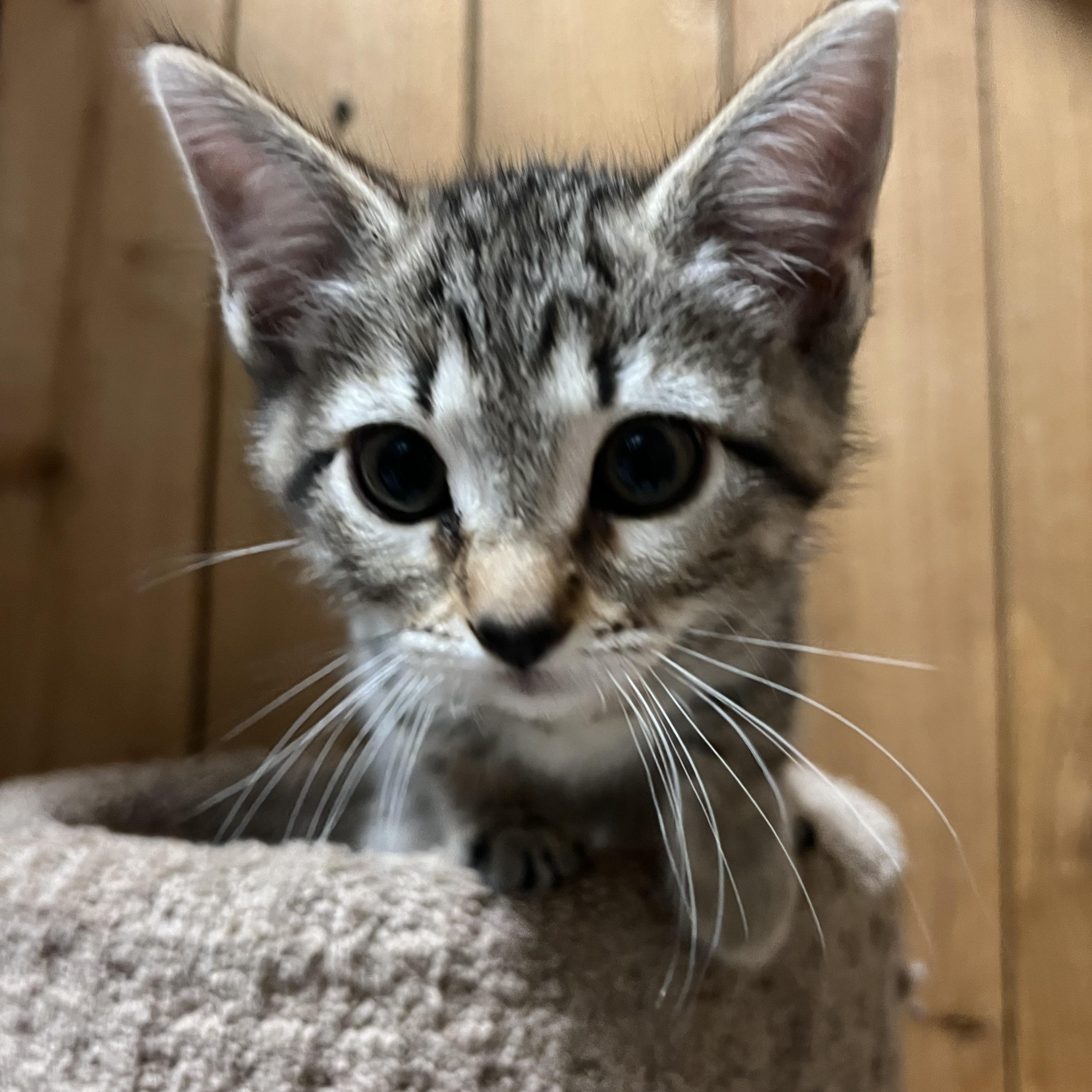 Aaron, adopted, Kitten Male Domestic Short Hair.