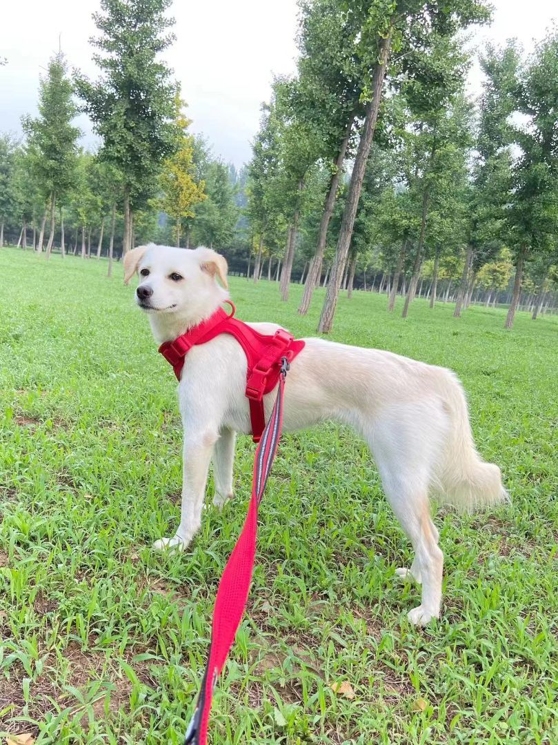 Luna , Adopted, Young Female Jindo.