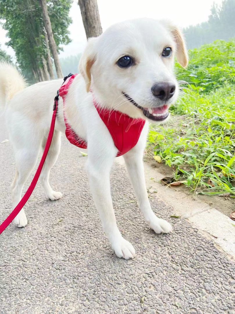 Luna , a Adopted mixed breed in Oceanside, CA image 2/14