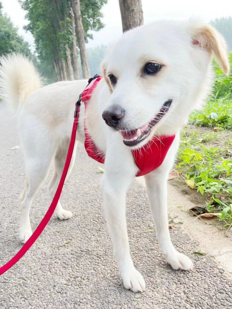 Luna , a Adopted mixed breed in Oceanside, CA image 3/14