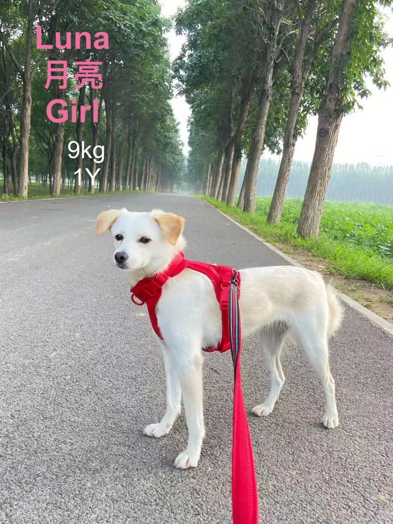 Luna , a Adopted mixed breed in Oceanside, CA image 4/14