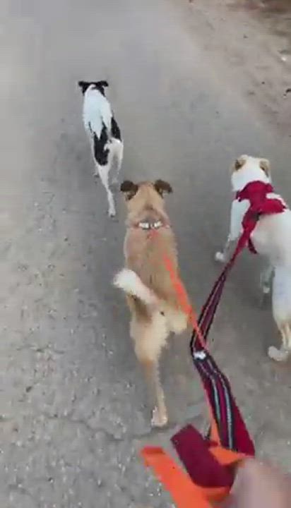 Enlarge Luna , a Adopted mixed breed in Oceanside, CA video 12/14