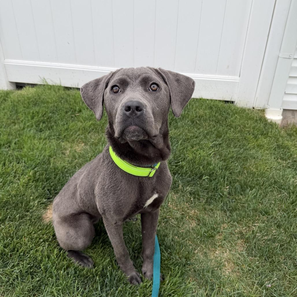 Mora, Adoptable, Young Female Cane Corso & Mixed Breed.