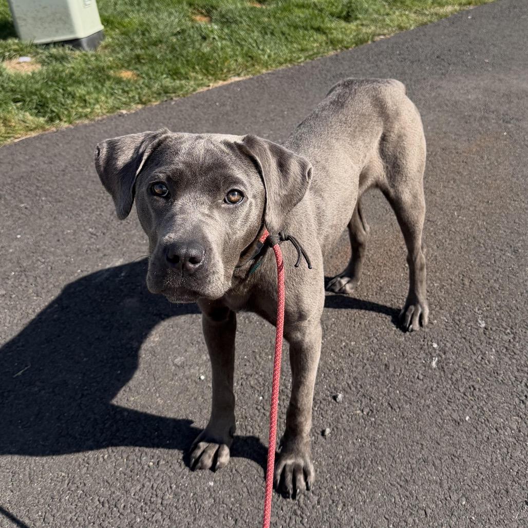 Enlarge Mora, a Adoptable mixed breed in Medford, NJ image 2/6
