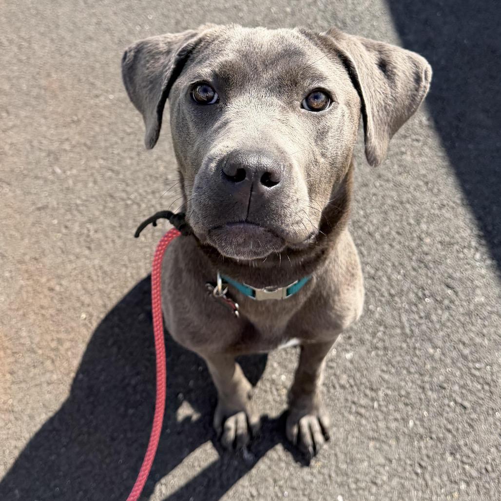 Enlarge Mora, a Adoptable mixed breed in Medford, NJ image 3/6