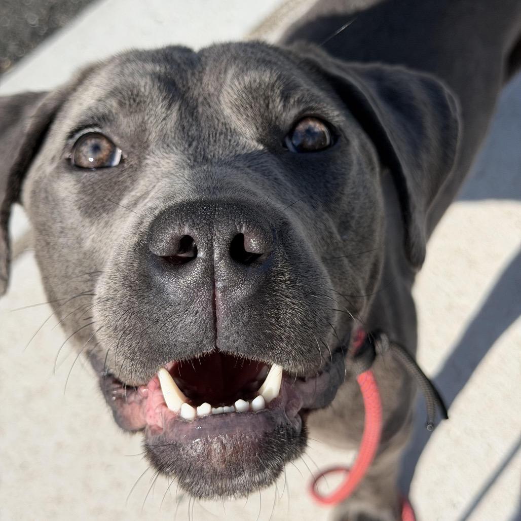 Enlarge Mora, a Adoptable mixed breed in Medford, NJ image 4/6