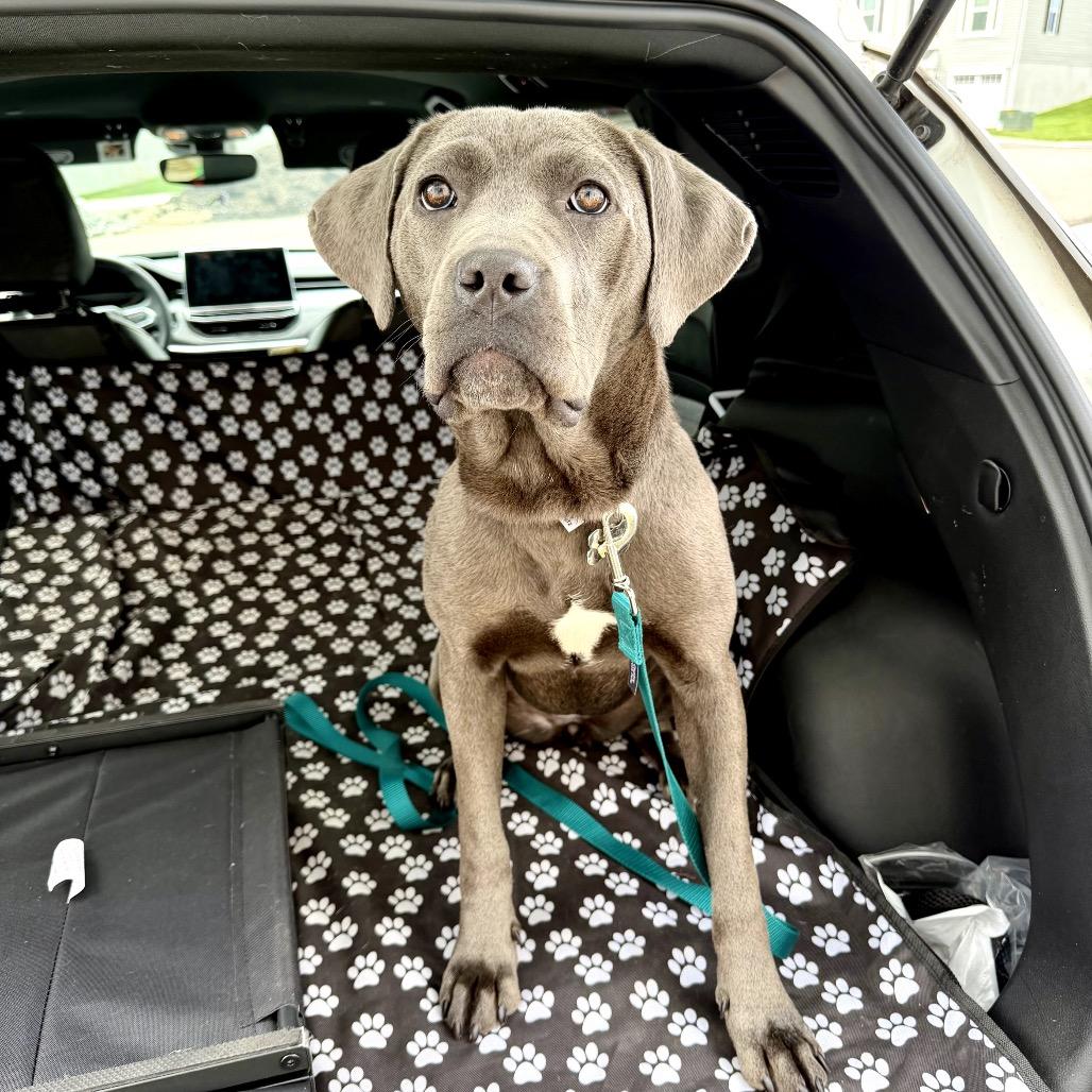 Enlarge Mora, a Adoptable mixed breed in Medford, NJ image 5/6