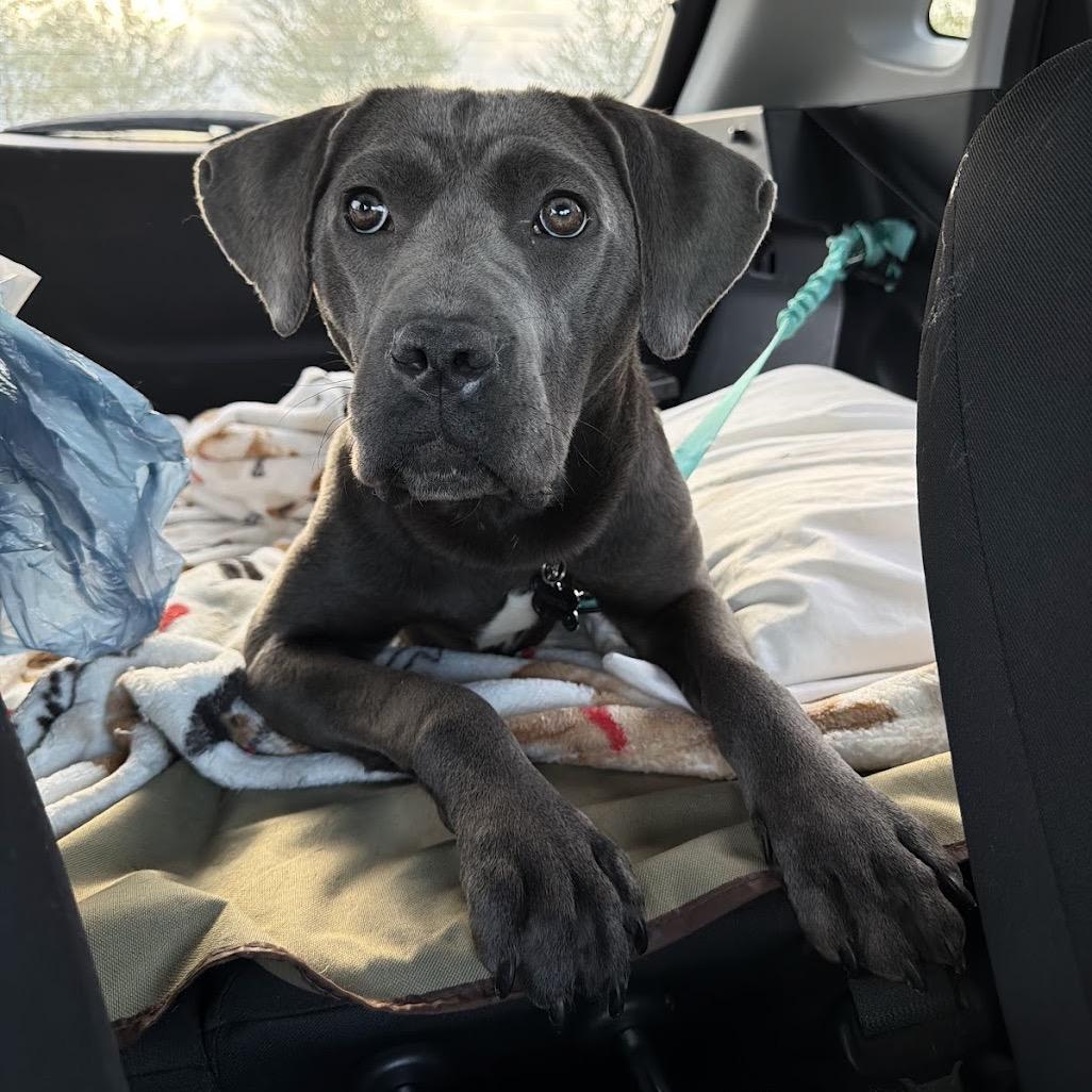 Enlarge Mora, a Adoptable mixed breed in Medford, NJ image 6/6