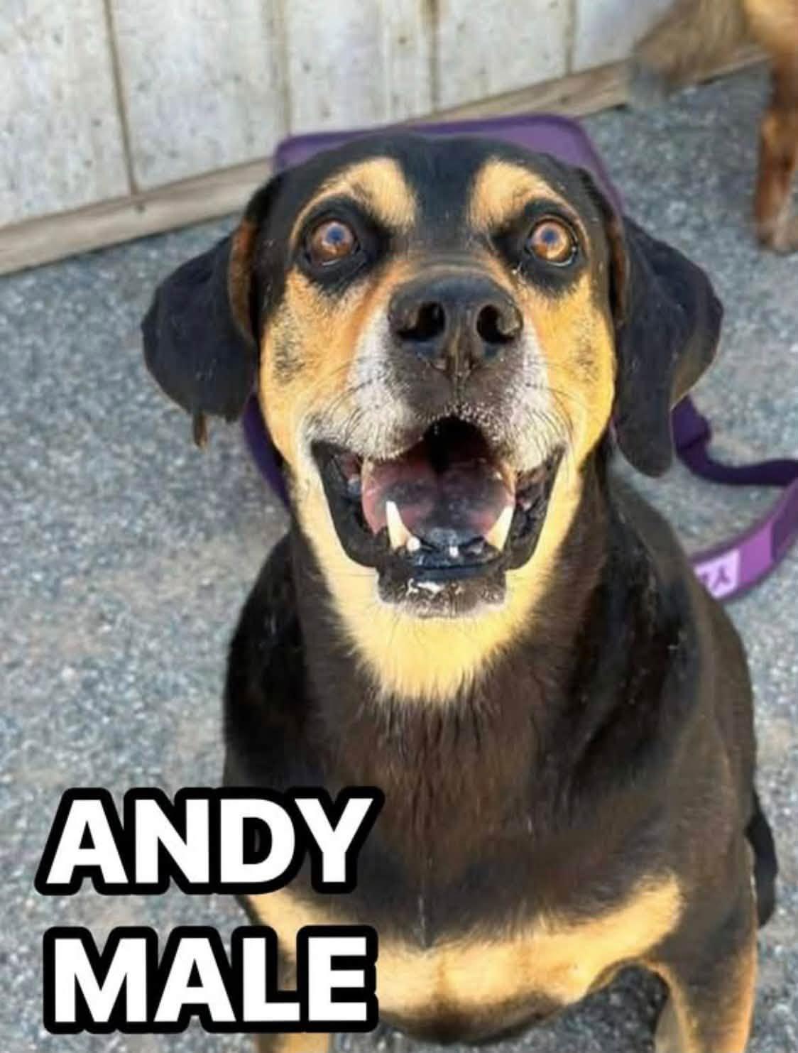 Enlarge Andy, a Adoptable mixed breed in Tucson, AZ image 1/1