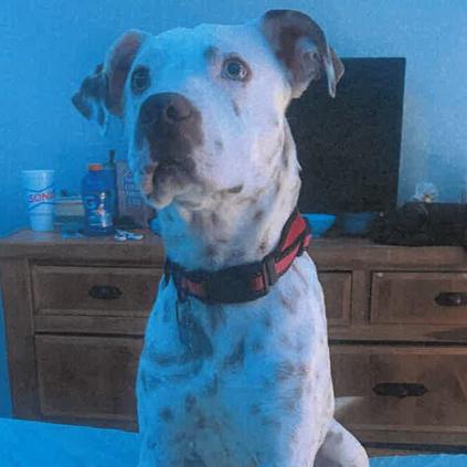 Riot, Adoptable, Young Male Mixed Breed.