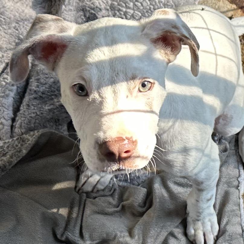 Riot, a Adoptable Mixed Breed in Lake Jackson, TX image 2/3