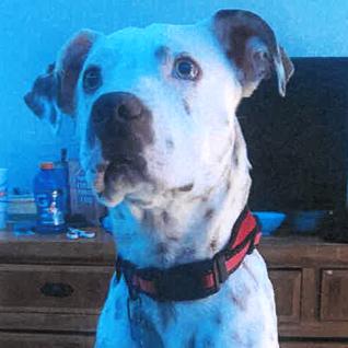 Riot, a Adoptable Mixed Breed in Lake Jackson, TX image 3/3