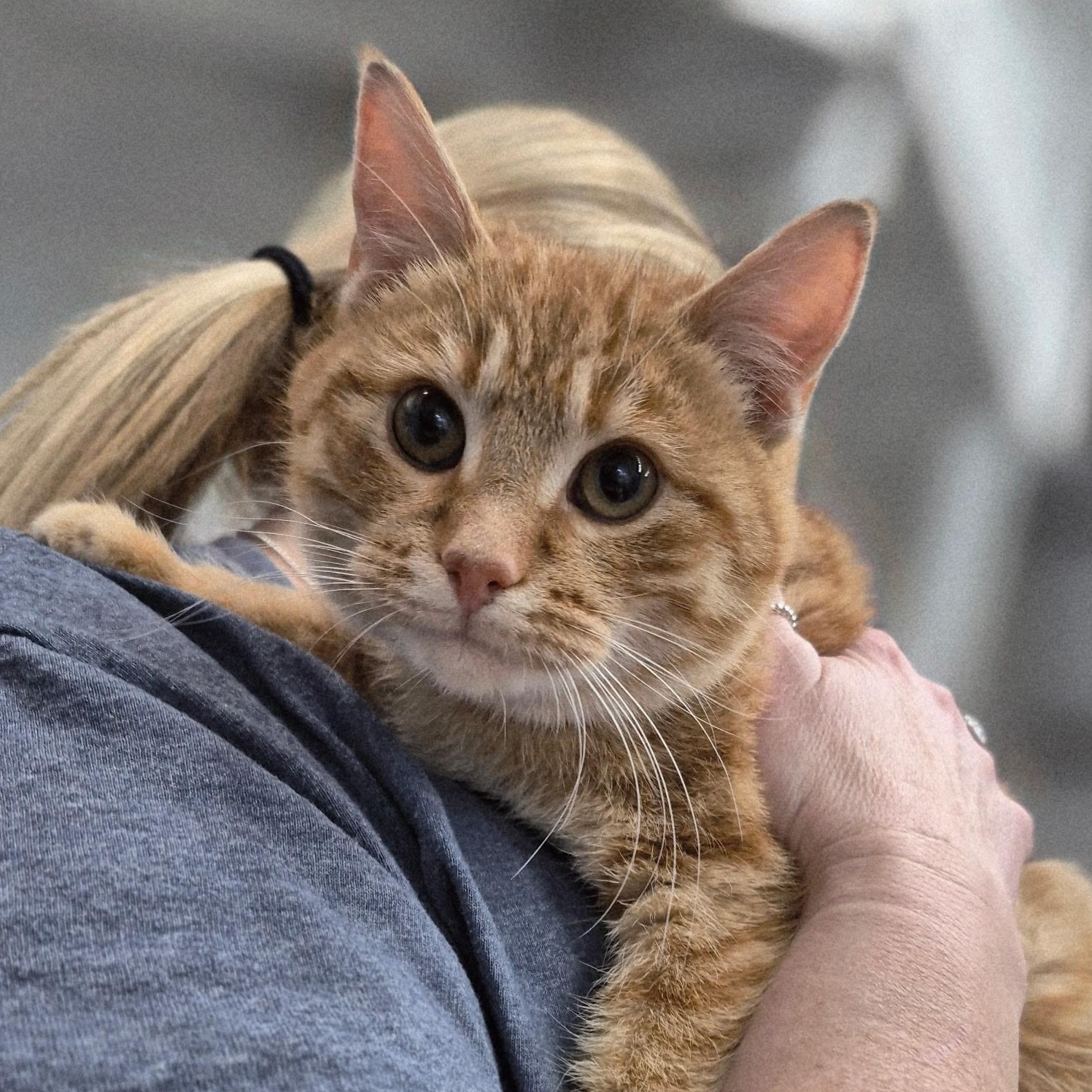 Huxley, adopted, Young Male Domestic Short Hair.