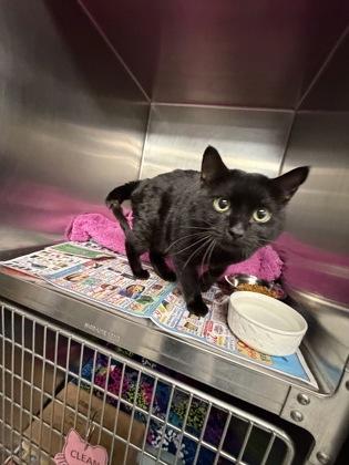 Enlarge Clay, a Adoptable Domestic Short Hair in Lowell, MA image 1/2