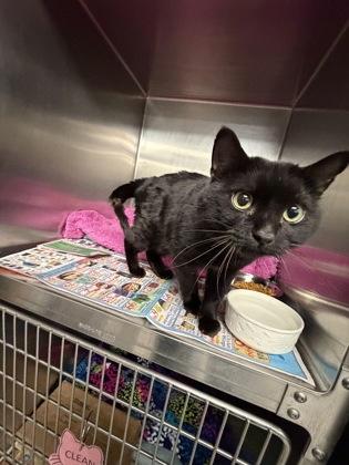 Enlarge Clay, a Adoptable Domestic Short Hair in Lowell, MA image 2/2