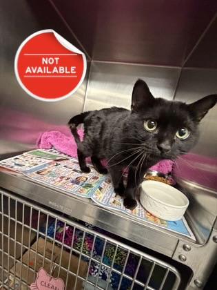 Enlarge Clay, a Adoptable Domestic Short Hair in Lowell, MA image 1/2