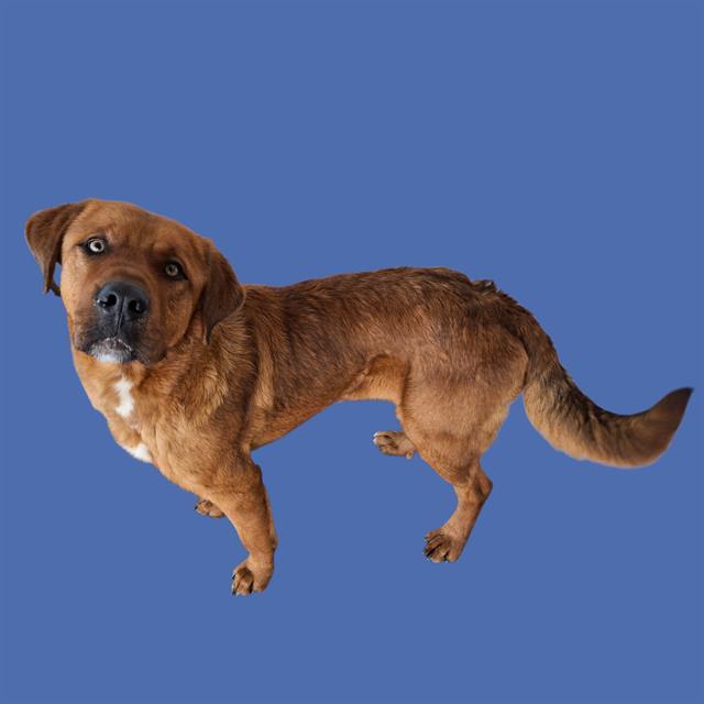 Enlarge Gorden Goldie -- URGENT!, an adopted mixed breed in Thousand Oaks, CA image 1/1