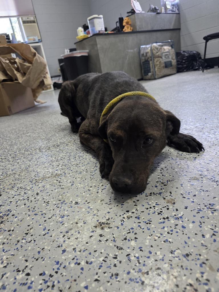 Miles, Adoptable, Adult Male Mixed Breed.