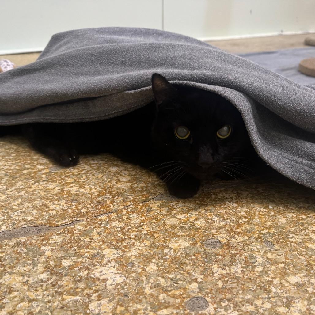 Enlarge Stimpy, a Adoptable Domestic Short Hair in Easton, PA image 1/5