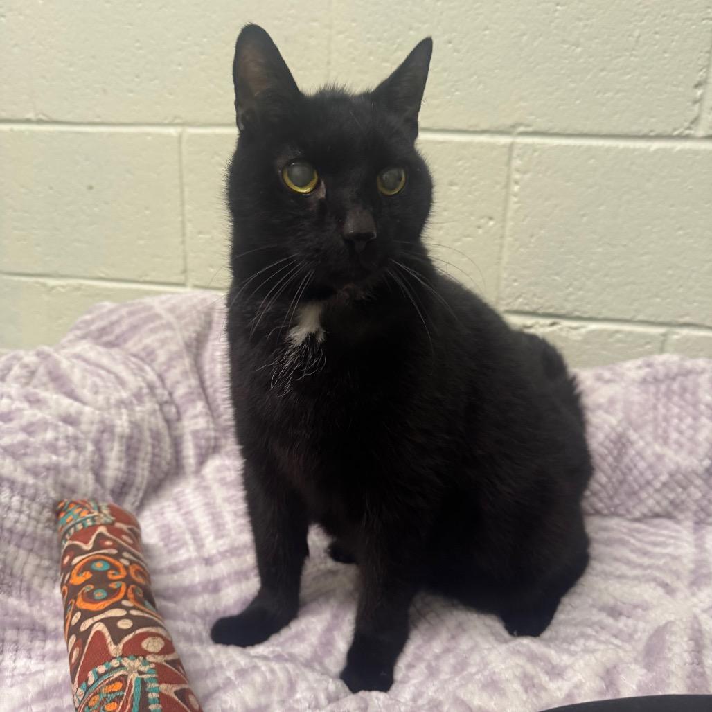 Enlarge Stimpy, a Adoptable Domestic Short Hair in Easton, PA image 2/5