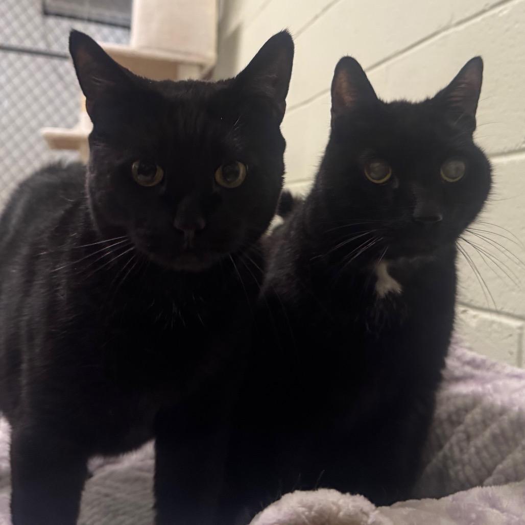 Enlarge Stimpy, a Adoptable Domestic Short Hair in Easton, PA image 3/5