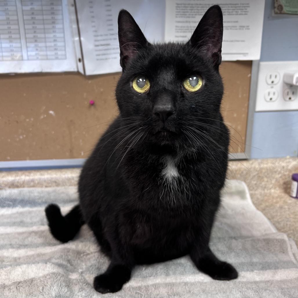 Enlarge Stimpy, a Adoptable Domestic Short Hair in Easton, PA image 4/5