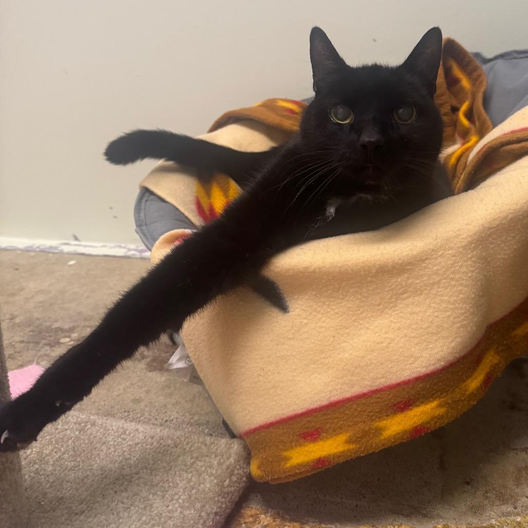 Enlarge Stimpy, a Adoptable Domestic Short Hair in Easton, PA image 5/5