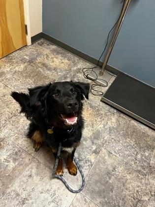 Enlarge Rip, a ADOPTABLE Mixed Breed in Missoula, MT image 1/1