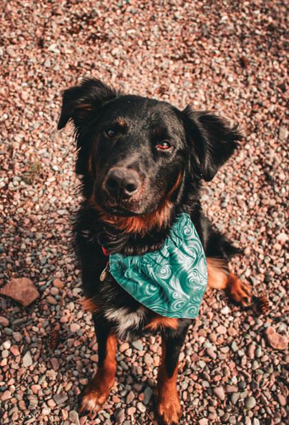 Enlarge Rip, an adoptable Mixed Breed in Missoula, MT image 2/2