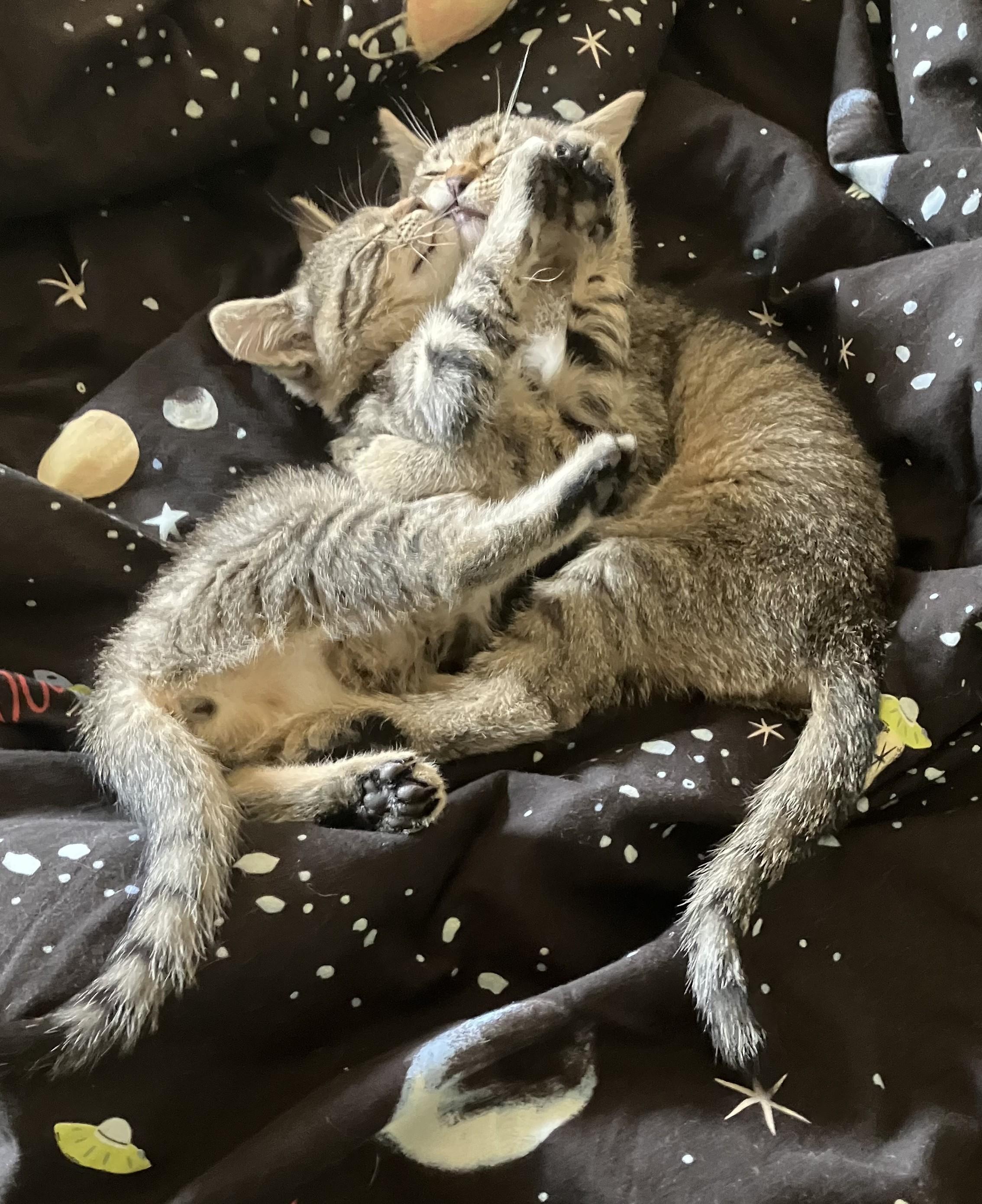 Sonic- Big Voice, Bigger Heart, a ADOPTABLE Tabby in Prescott, AZ image 3/3