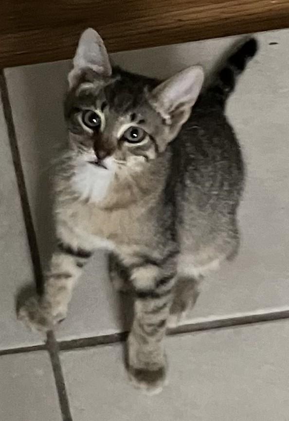 Sonic- Big Voice, Bigger Heart, ADOPTABLE, Kitten Male Tabby.
