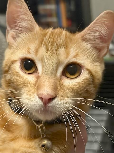 John (BC), Adopted, Kitten Male American Shorthair.