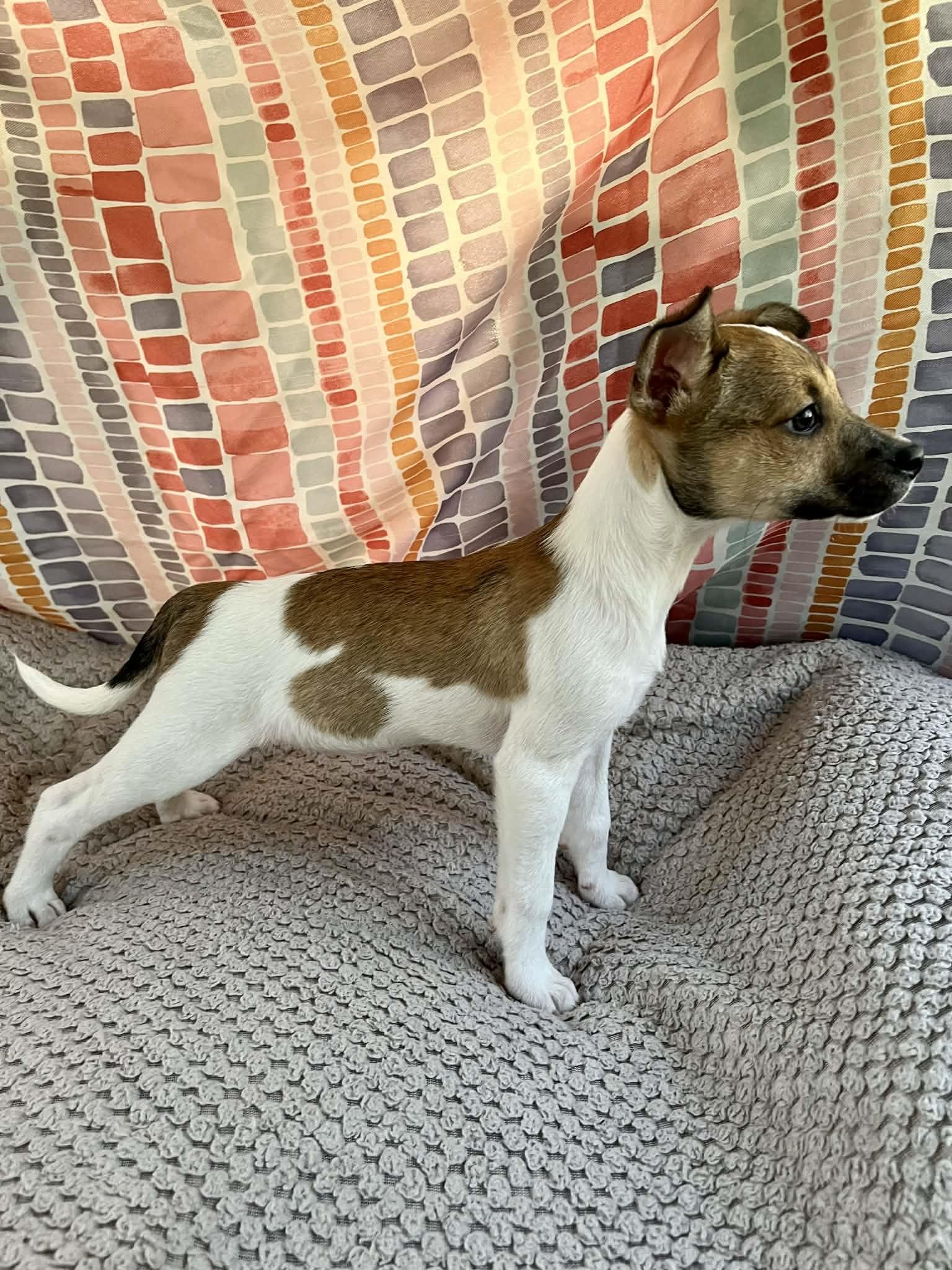 Enlarge Larry, an adopted mixed breed in Oakland, NJ image 5/6