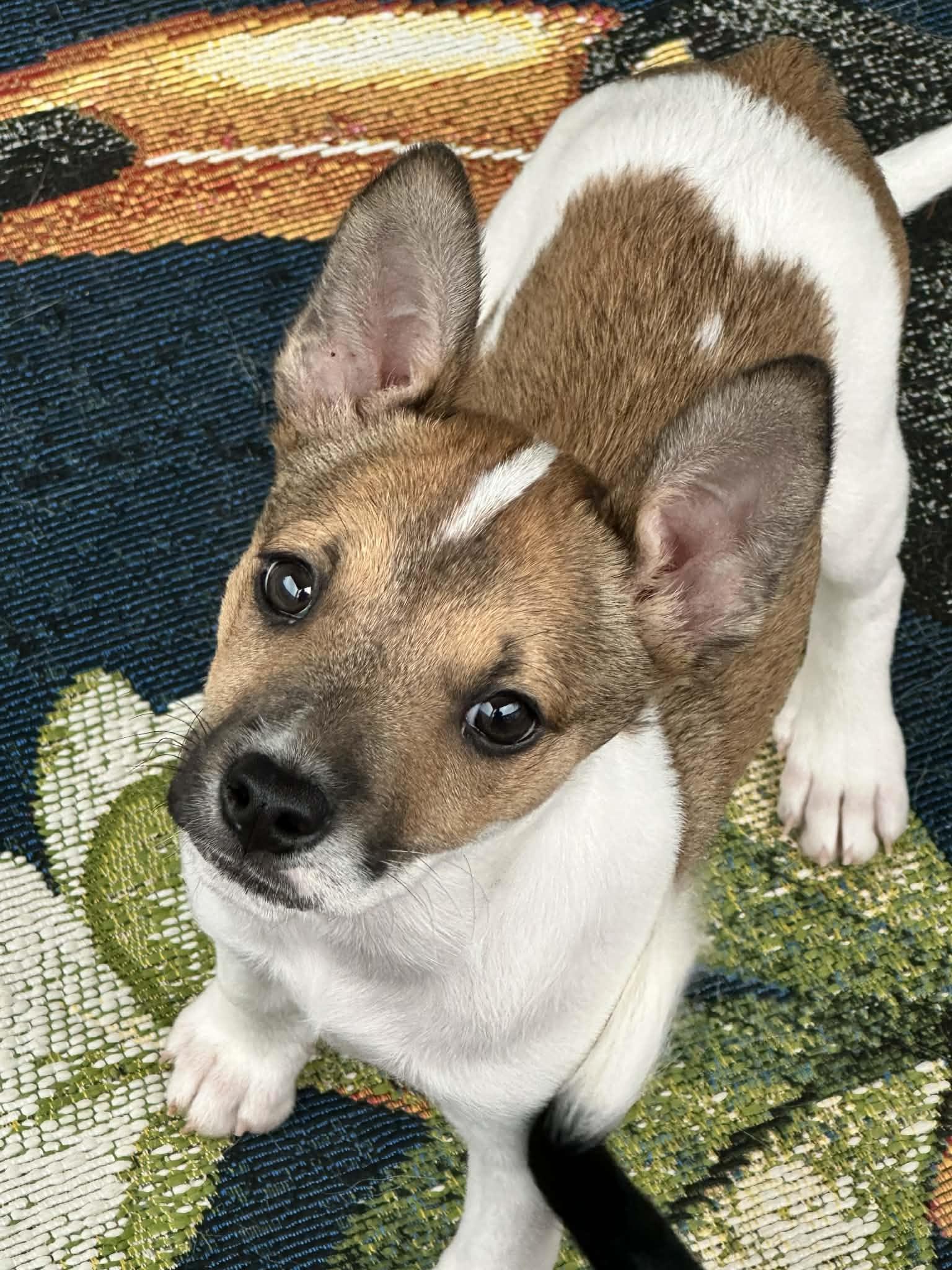 Enlarge Larry, an adopted mixed breed in Oakland, NJ image 3/6