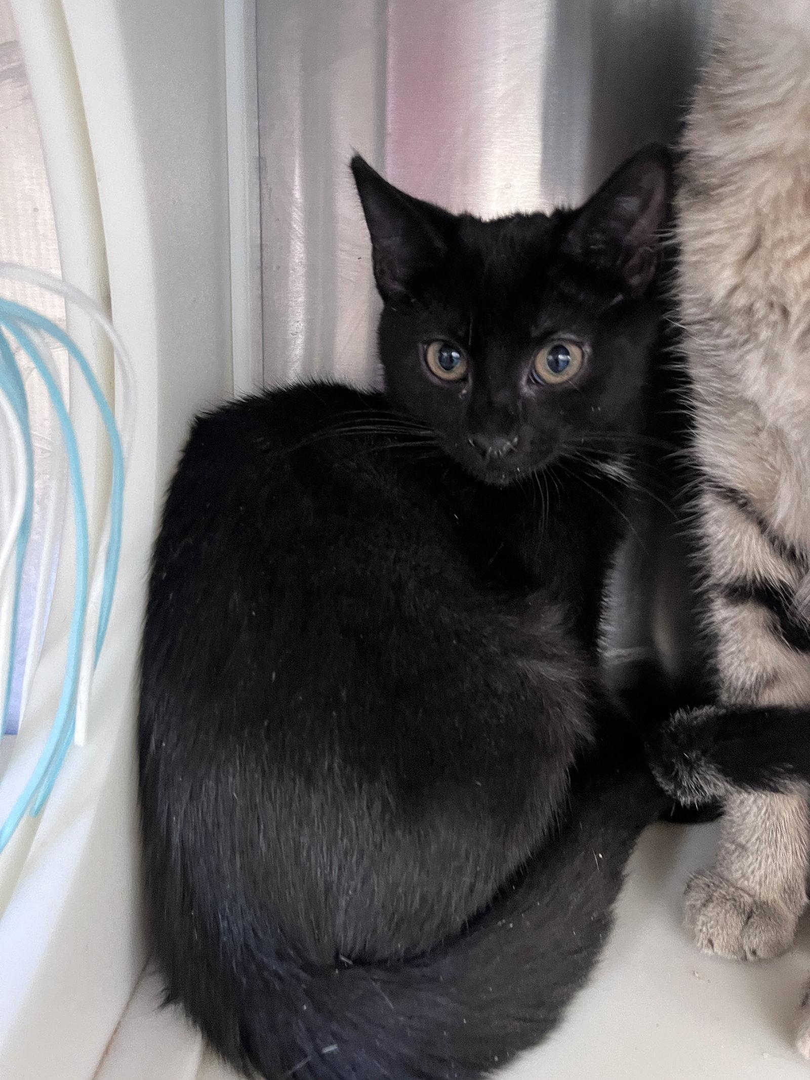 Enlarge Reims, a Adoptable Domestic Short Hair in Carrollton, GA image 2/3
